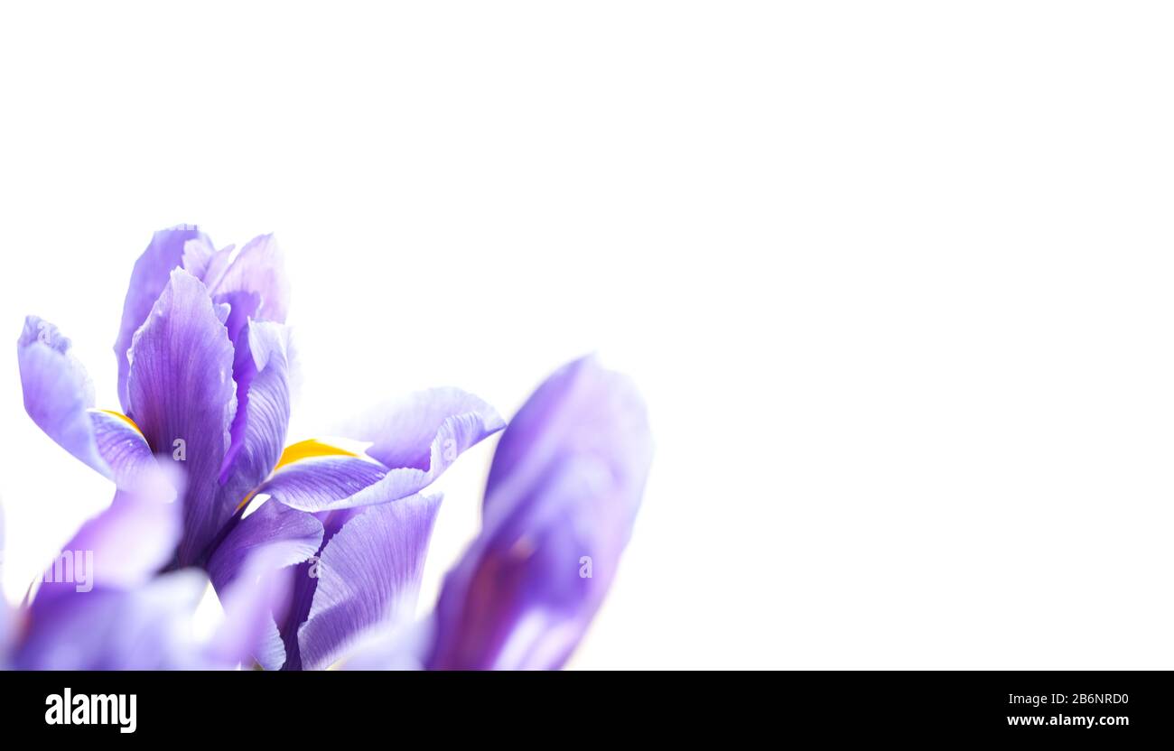 Iris Laevigata. Violette Blendenblüten isoliert auf weißem Hintergrund, Nahaufnahme mit weichem selektivem Fokus. Leere Einladung oder Postkarte mit leerem Co Stockfoto
