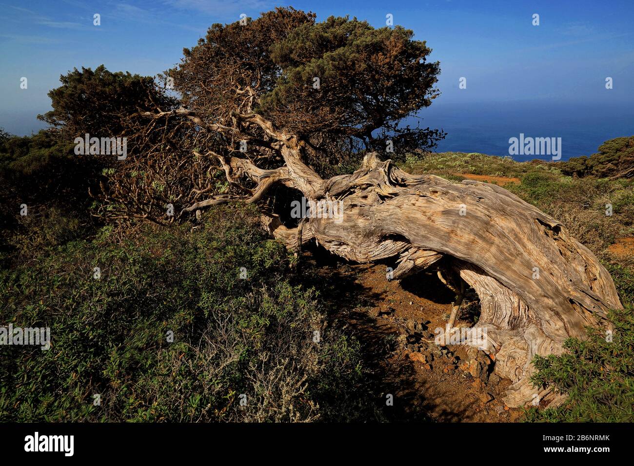Kanarische Inseln, El Hierro, Wacholderbaum, Stockfoto