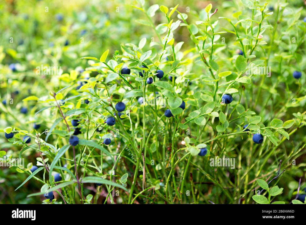 Wilder, frischer Bioblauberstrauch im Wald. Die Blaubeere wächst natürlich. Huckleberry, (Nordwestrussland.) Stockfoto