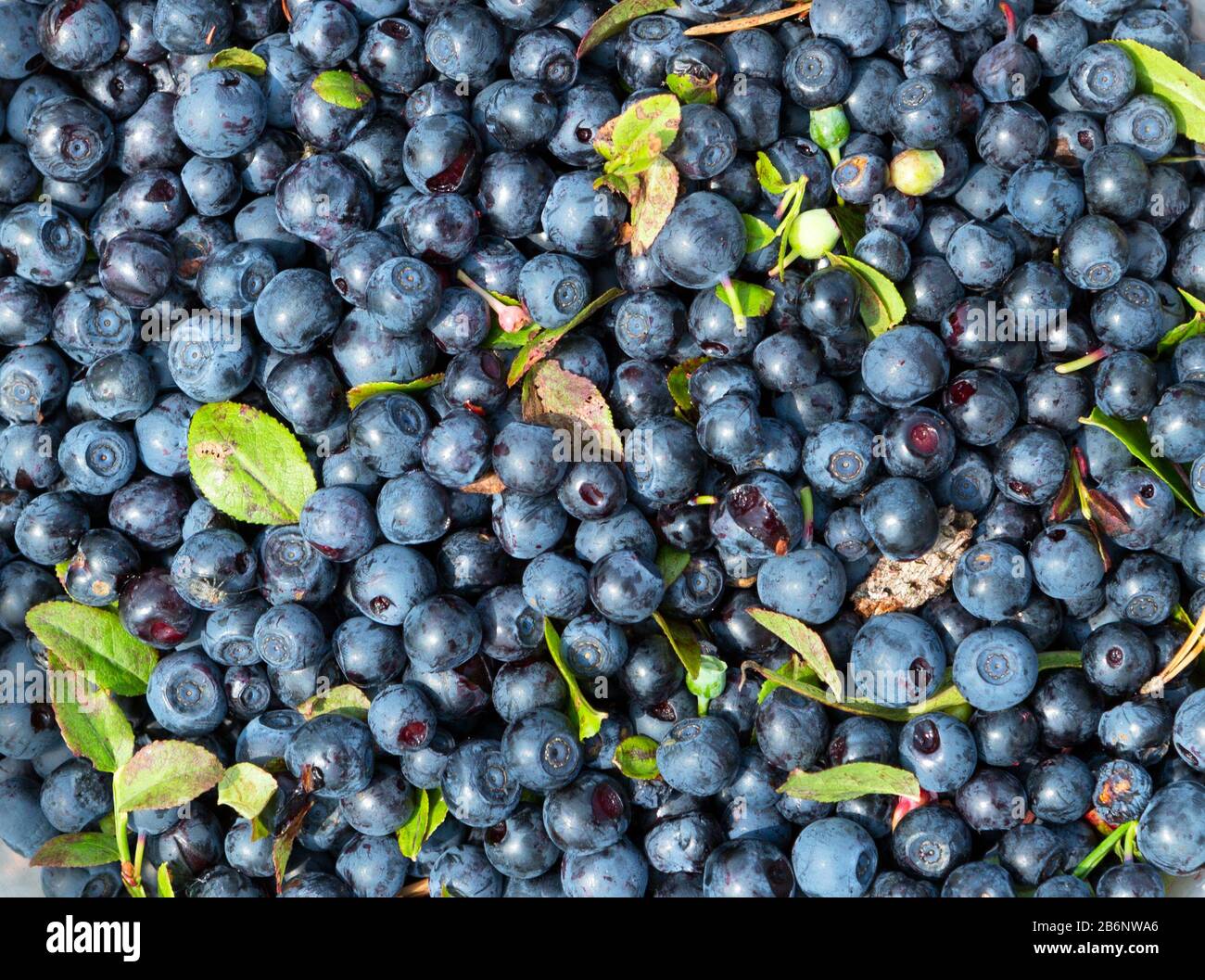 Wildwald-Blaubeeren-Ernte. Frische Blaubeeren Hintergrund. Makro-Textur der Blaubeeren. Sommerfrucht. Stockfoto