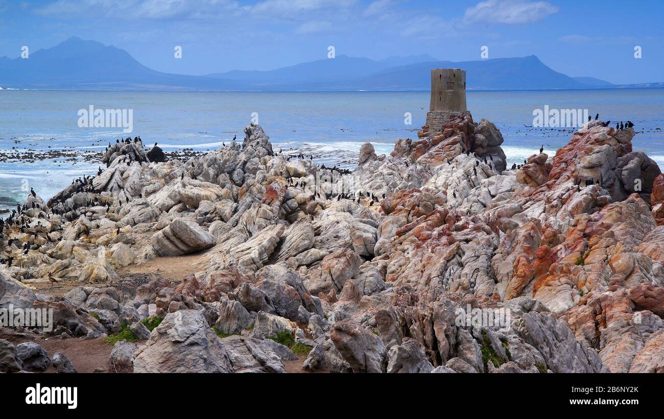 Suedadrika, Afrika, Betty's Bay, Stoney Point, Kormorana Stockfoto