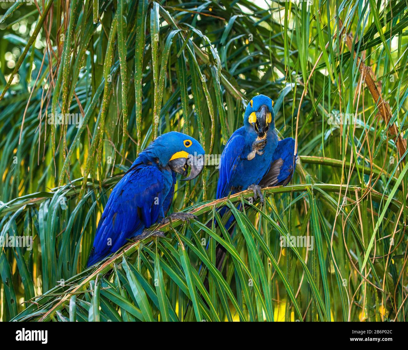 Zwei Hyacinth-Maas sitzen auf einer Palme und essen Nüsse. Südamerika. Brasilien. Pantanal National Park. Stockfoto