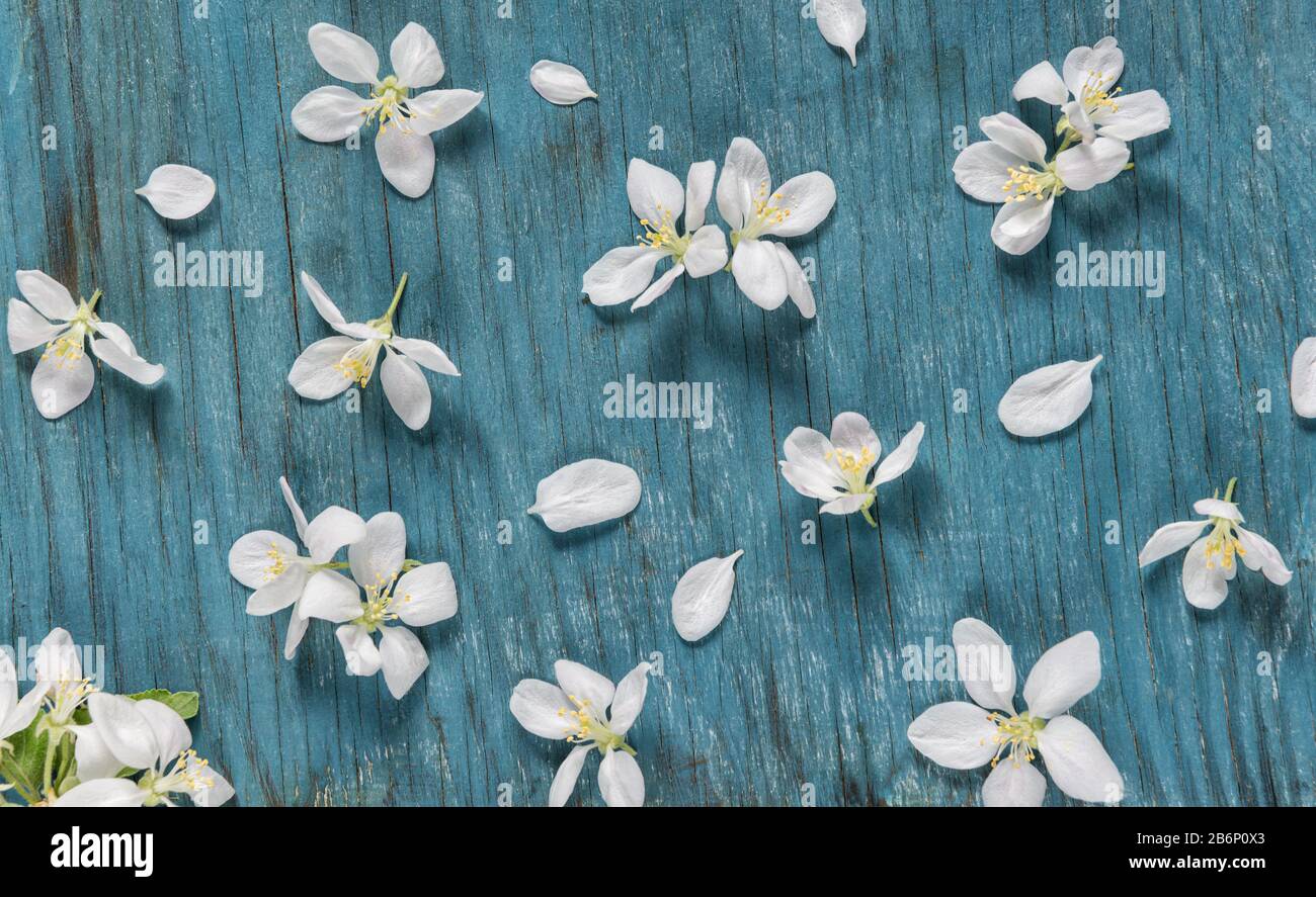 Abstrakter Federhintergrund aus altem blauem Brett mit weißen apfelbaumblüten Stockfoto