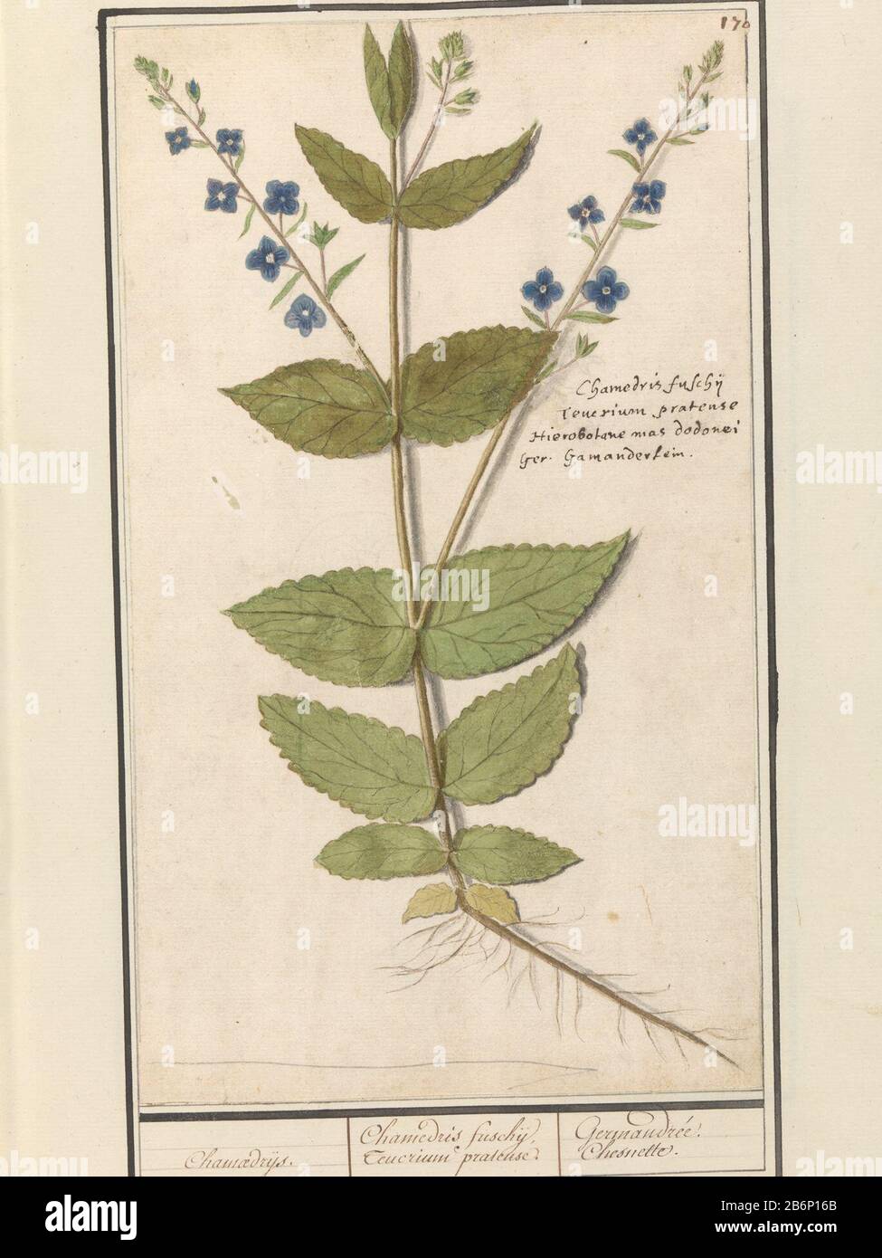 Gewone ereprijs von Gamander-ereprijs. Tak traf Bladen, Bloemen en wortels. Rechtsboven genummerd: 170. Recht de Namen in Latijn en Duits. Onderdeel van het Tweede Album met tekeningen van bloemen en planten. Negende van twaalf Alben trafen Tekeningen van dieren, vogels en planten bekend rond 1600, gemaakt in opracht van keizer Rudolf II Traf Toelichting in Nederlands, Latijn en Frans. Hersteller : Zeichner: Anselmus Boëtius de Boodt Zeichner: Elias VerhulstPlaats Herstellung: Zeichner: Praag Zeichner: Delft Dating: 1596 - 1610 Physical kenmerken: Penseel in waterverf en dekverf over z Stockfoto