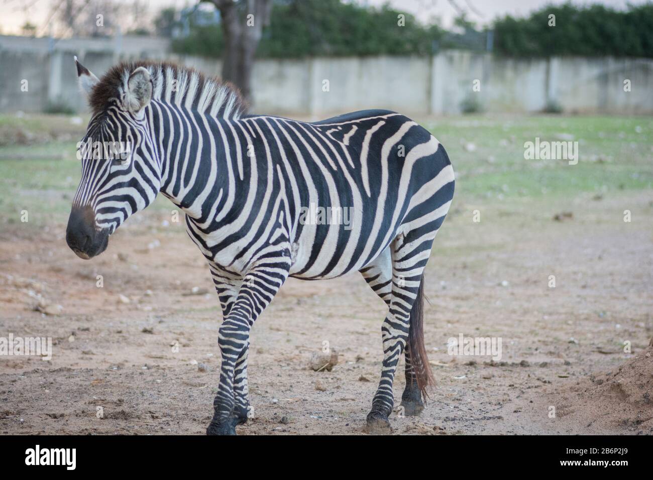 Porträt einer Zebra (Equus quagga boehmi) Eines Förderers im Ramat Gan Safari Park, Israel Stockfoto
