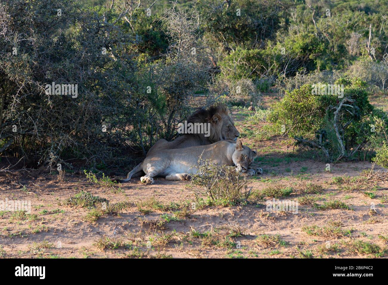 Löwen, (Panthera leo) männlich und weiblich eigentlich Bruder und Schwester, ruhen im Busch des Addo Elephant National Park, Ostkaps Stockfoto