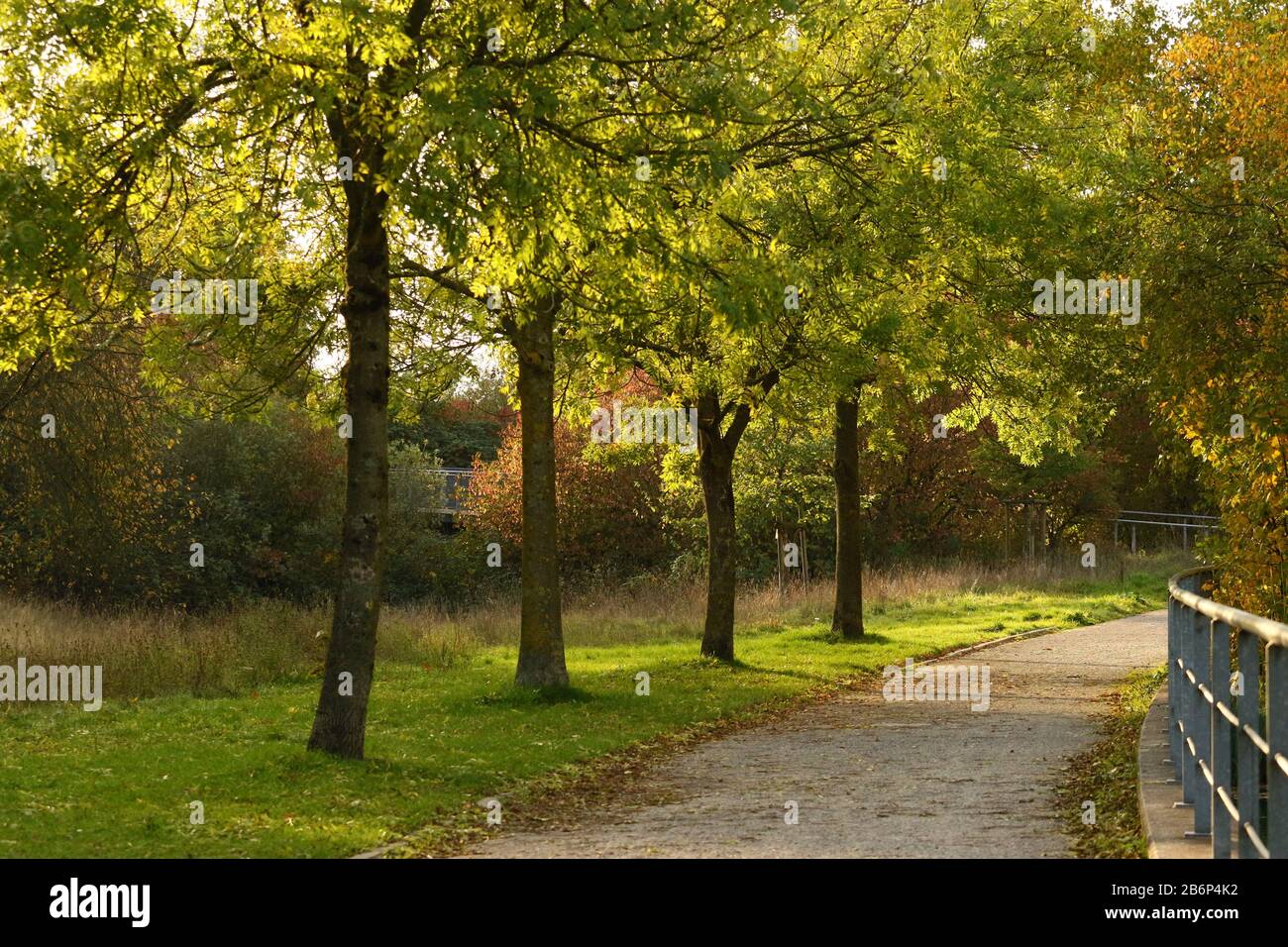 Eine Reihe von Bäumen neben einem Pfad in einem Park am Anfang des Herbstes mit Sonneneinstrahlung durch die Blätter Stockfoto