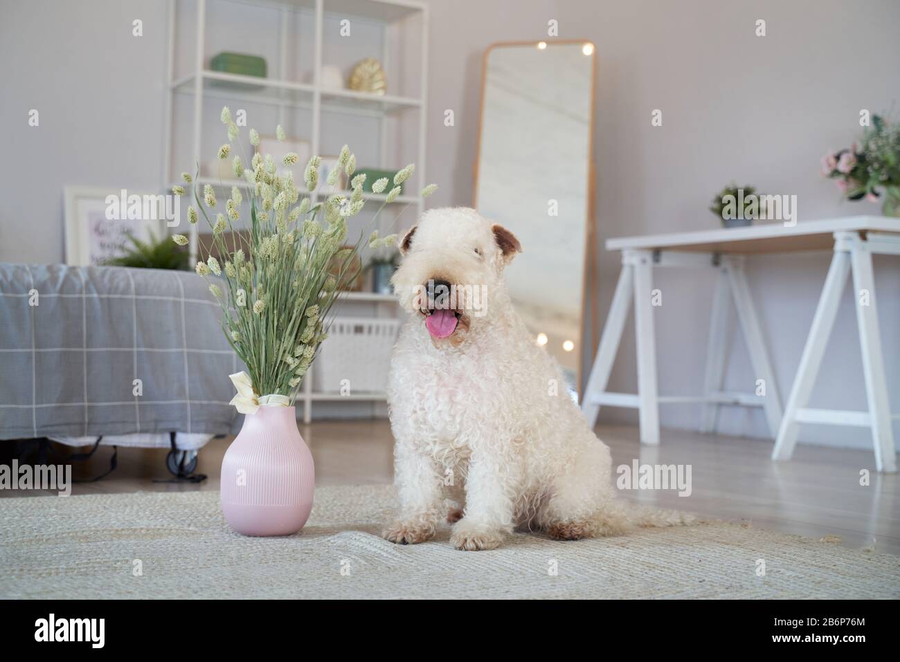 In der Wohnung befindet sich ein lockig behaarter Hund Stockfoto