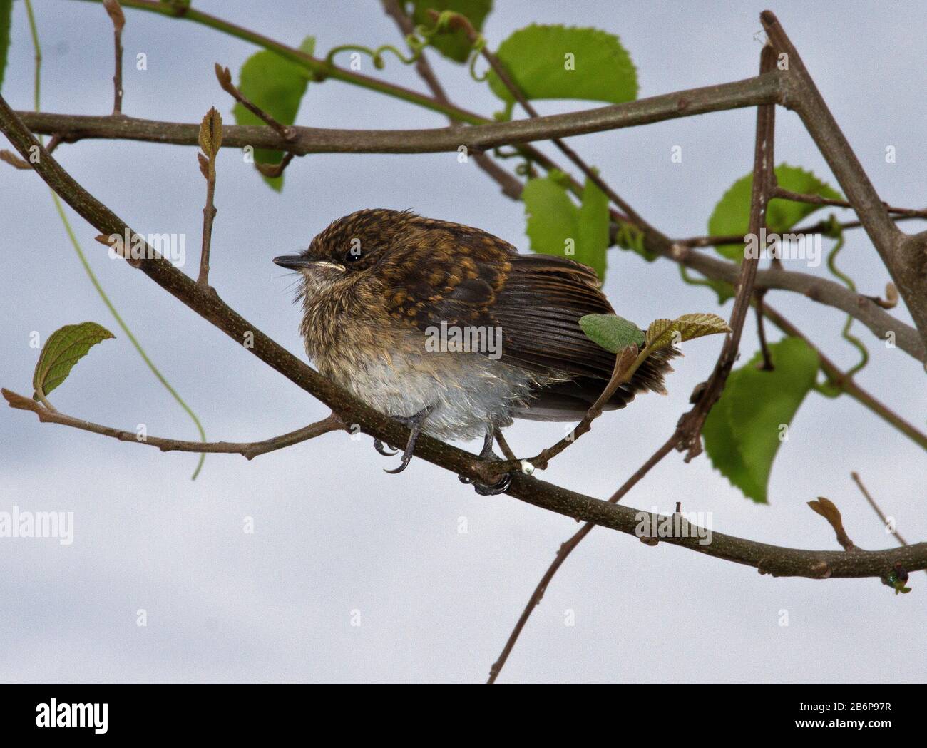 Ein Swamp Flycatcher ist gerade aus dem Nest hervorgegangen und wartet darauf, dass der Elternteil als Antwort auf seine ständigen Anforderungen an Insekten mit Nahrung ankommt Stockfoto