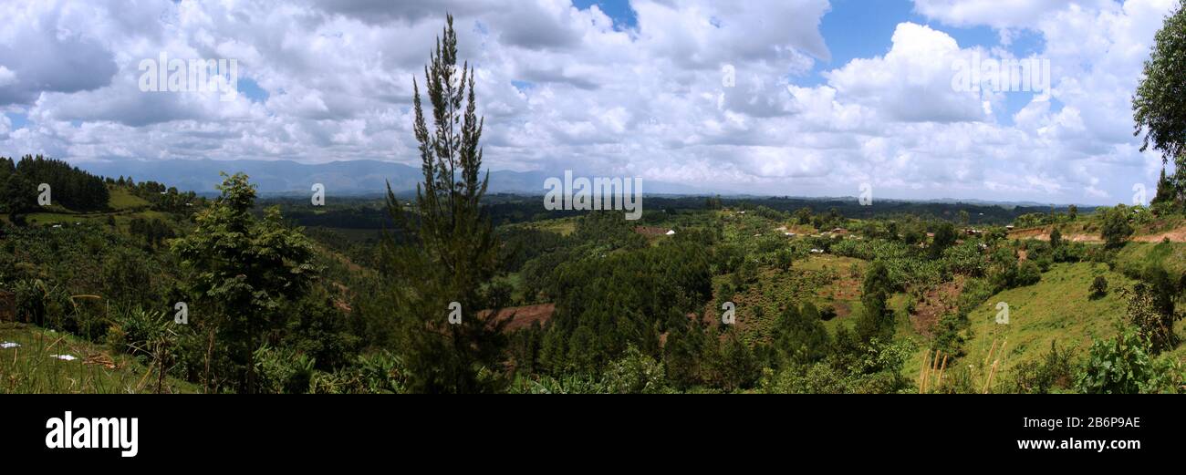 Die Straße von Fort Portal zum Kibale National Park bietet einen Blick auf Teestände und die Ausläufer der Ruwenzori-Berge Stockfoto