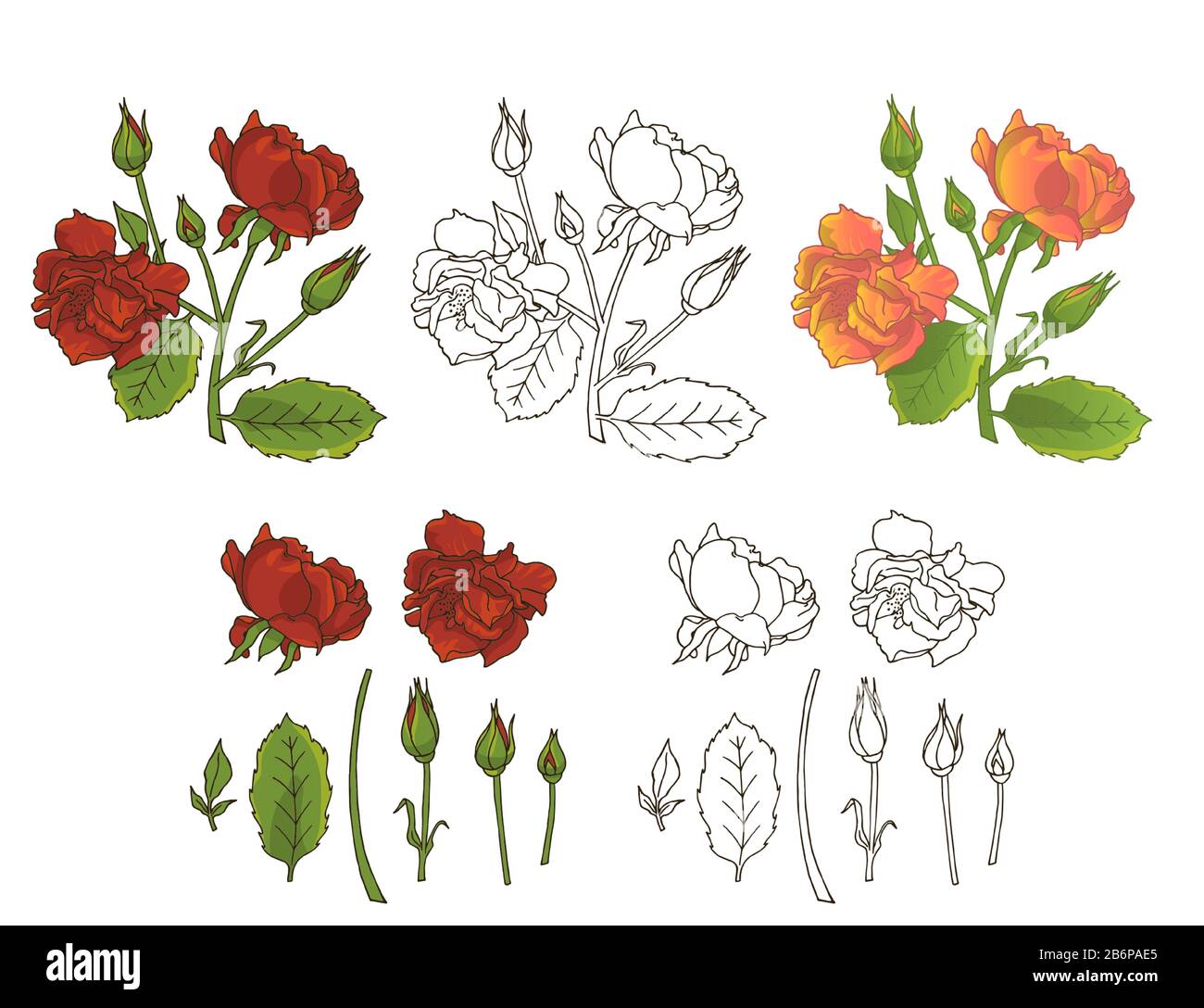 Handgezeichnete Rosen-Blumen-Clipart. Element im Blumendesign. Isoliert auf weißem Hintergrund. Vektorgrafiken Stock Vektor