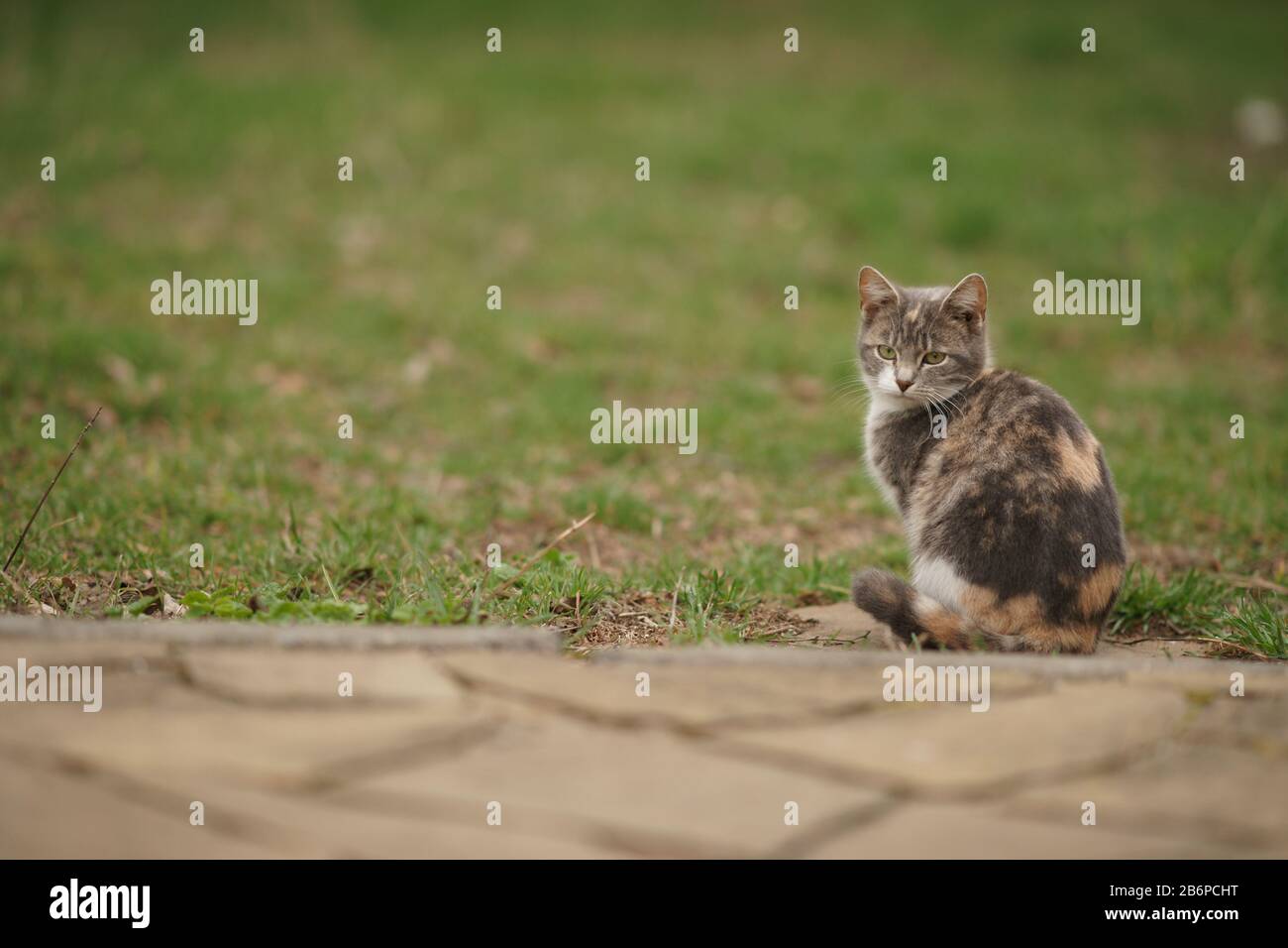 Dreifarbige Aschetiere sitzen auf grünem Gras in einem Garten. Stockfoto