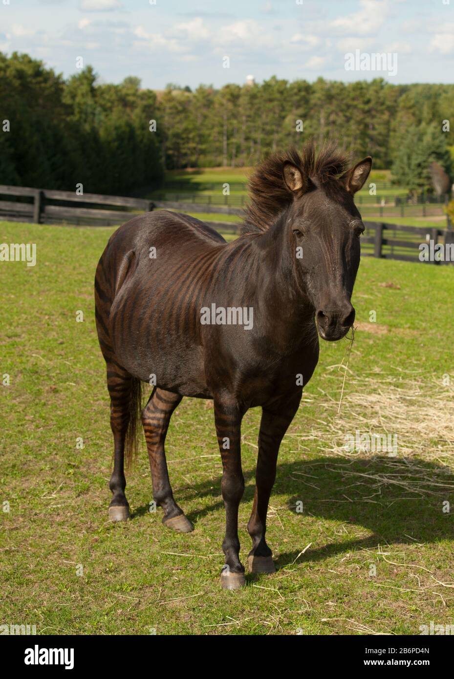 Zorse equus Zebra x equus Callabus Pferd Körperkonformation Schuss von gestreiften Zorse Pferd Zebra Kreuz Tier aus dem vorderen Winkel mit Ohren nach vorne genommen Stockfoto