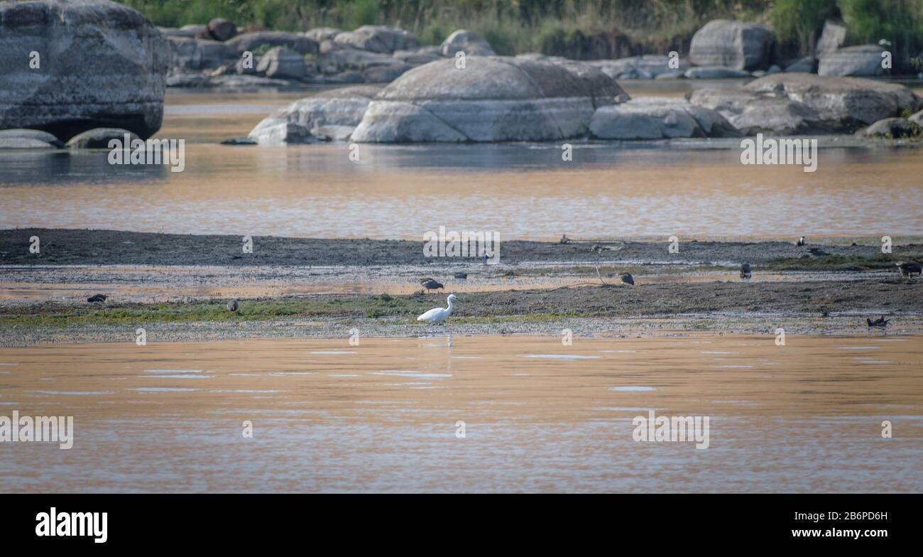 Große Egret füttert im Nil Stockfoto