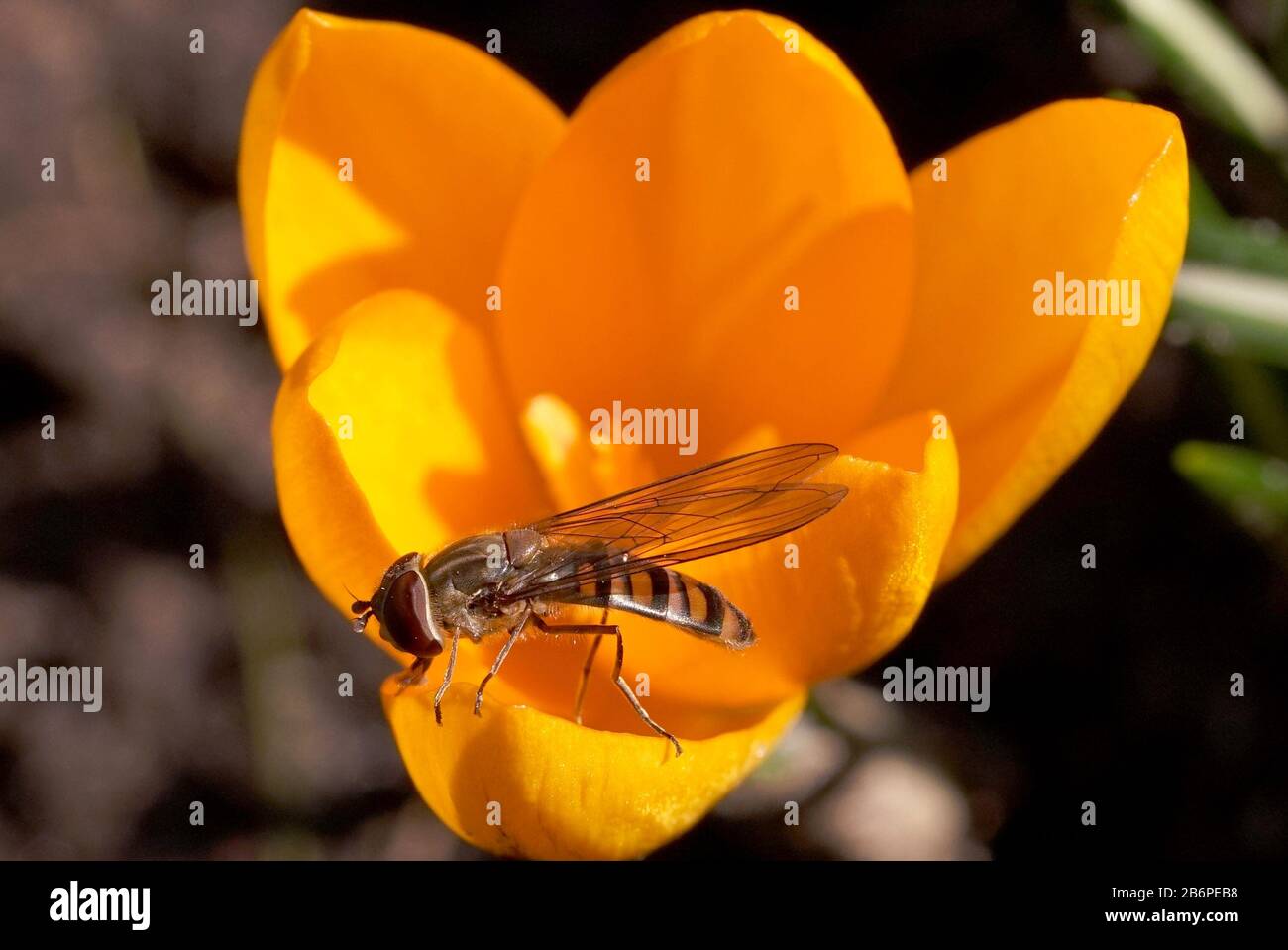 Marmalade-Hoverfly frisst im Frühjahr im Garten Krokuspollen Stockfoto