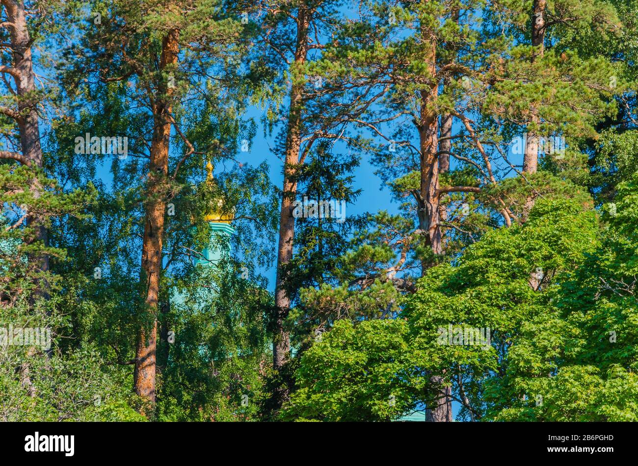 Schöne Kiefern von Valaam, die die Schreine vor den aufstachelnden Augen verstecken. Der Legende nach ist Valaam für Ungläubige nicht verfügbar. Insel Valaam. Karelia, Stockfoto