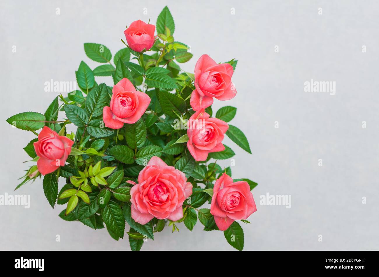 Schöne Busch-Rosa-Rose aus nächster Nähe. Kopierbereich. Weicher Fokus, ausgewählter Fokus Stockfoto