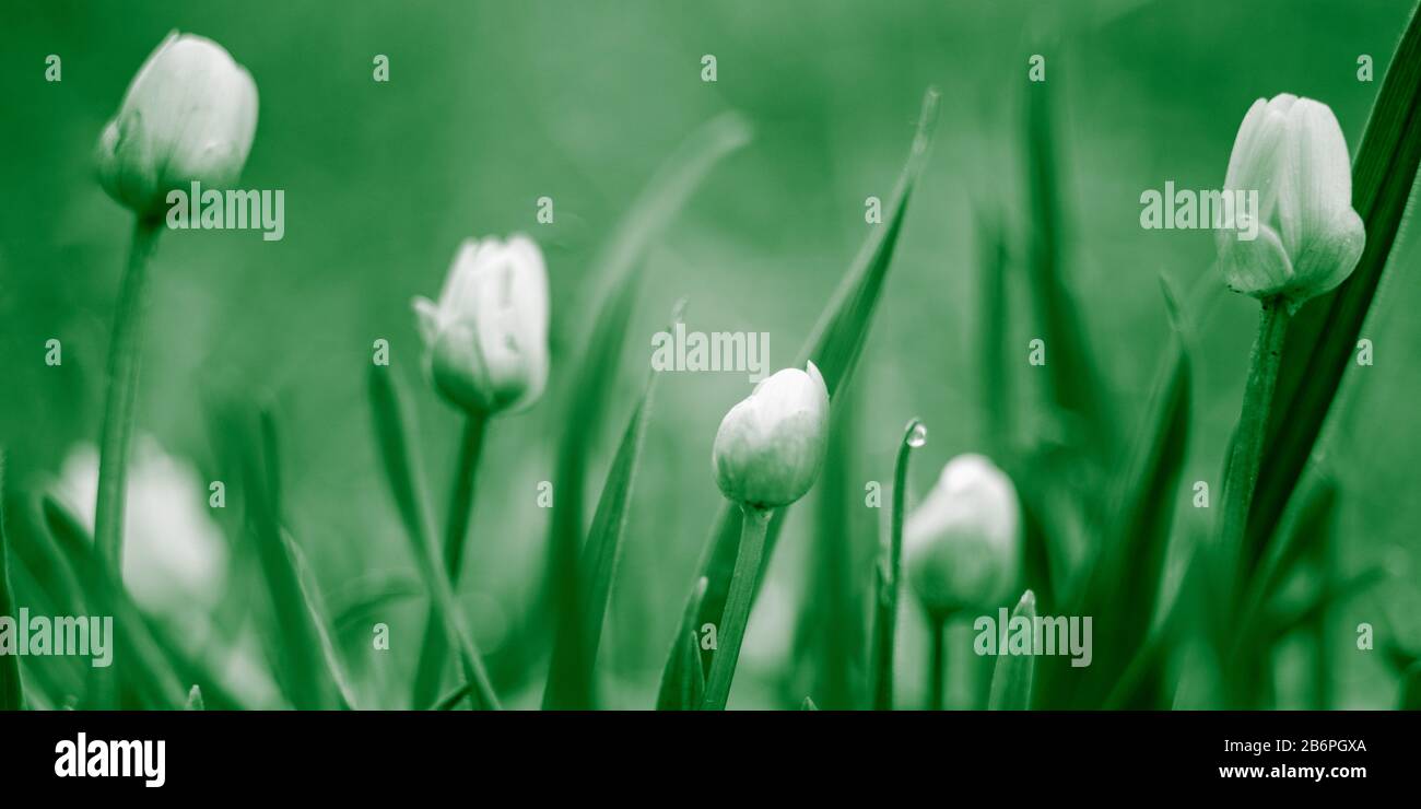 Kleine Blumen wachsen in einem Quellfeld. Makrofoto. Grünton. Stockfoto