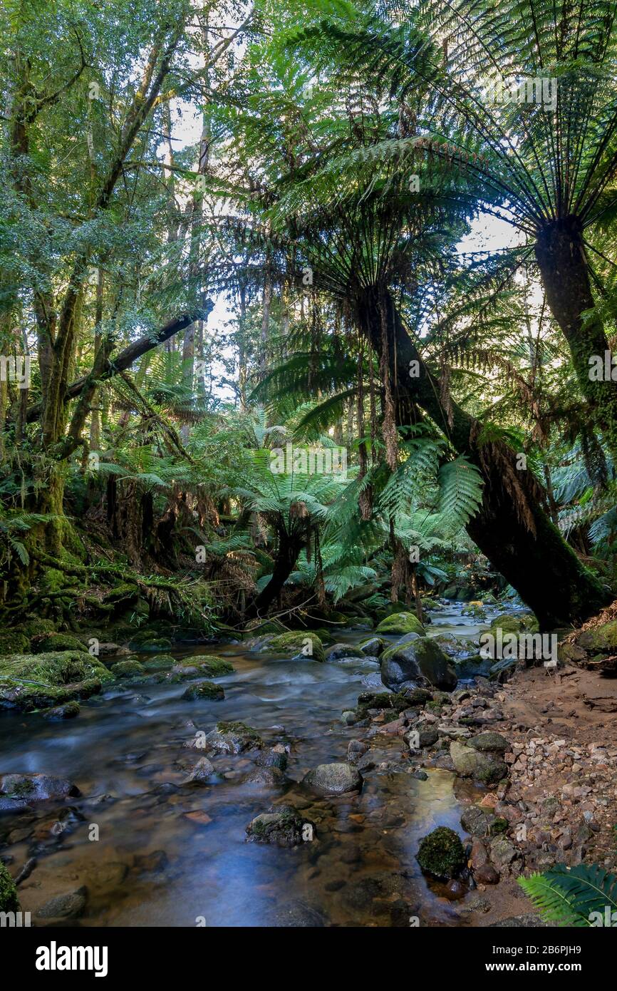 St. Columba Falls, Tasmanien Stockfoto