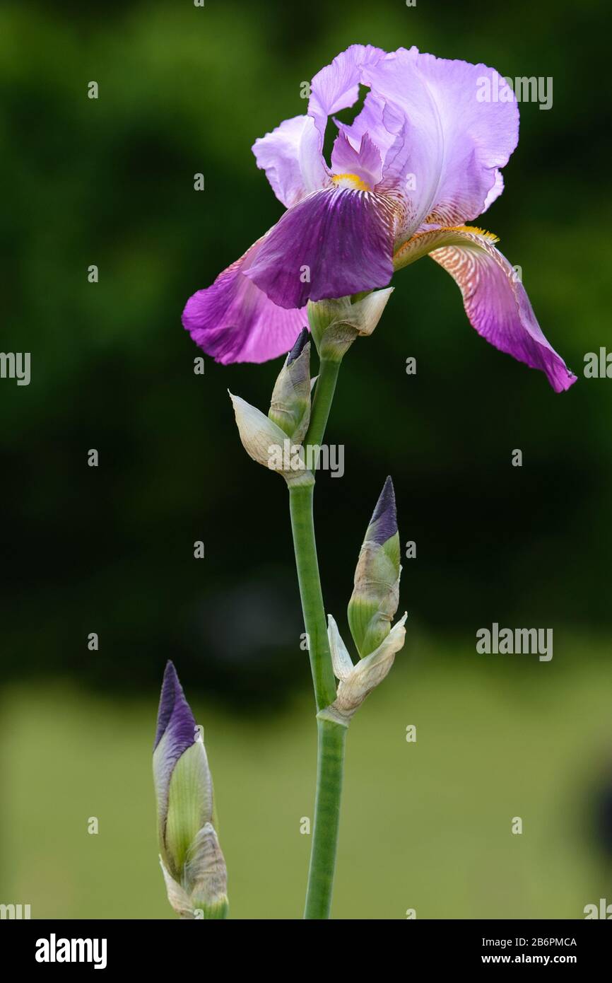 Eine einzige, atemberaubende Blume mit lila Bearded Iris in Blüte mit 3 Knospen und einem langen grünen Stamm vor einem verschwommenen grünen Hintergrund. Stockfoto