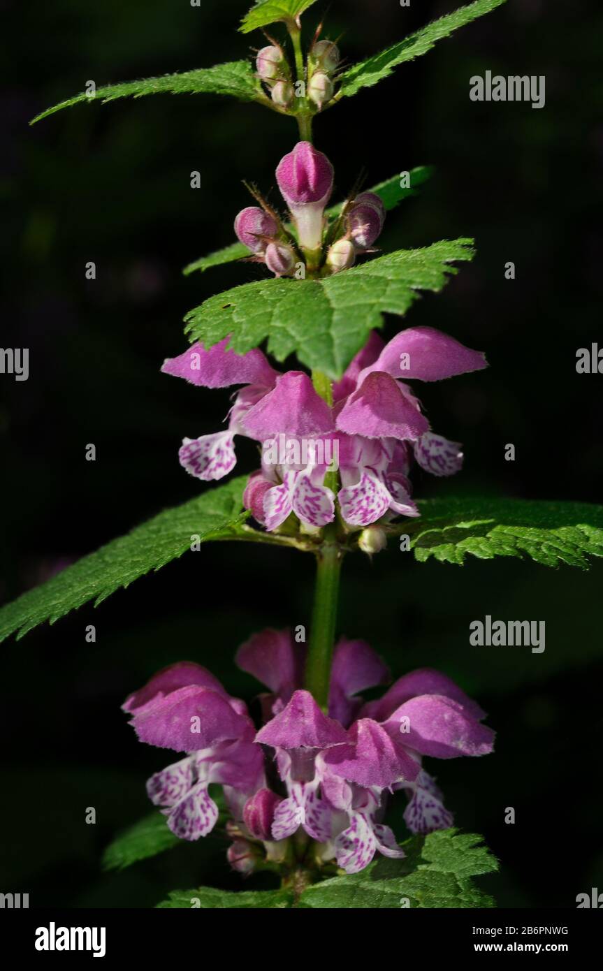 Ein Nahaufnahme der gefleckten, von der Sonne hell erleuchteten, toten Nesselblumen in ihrer natürlichen Umgebung, Moskau, Russland Stockfoto