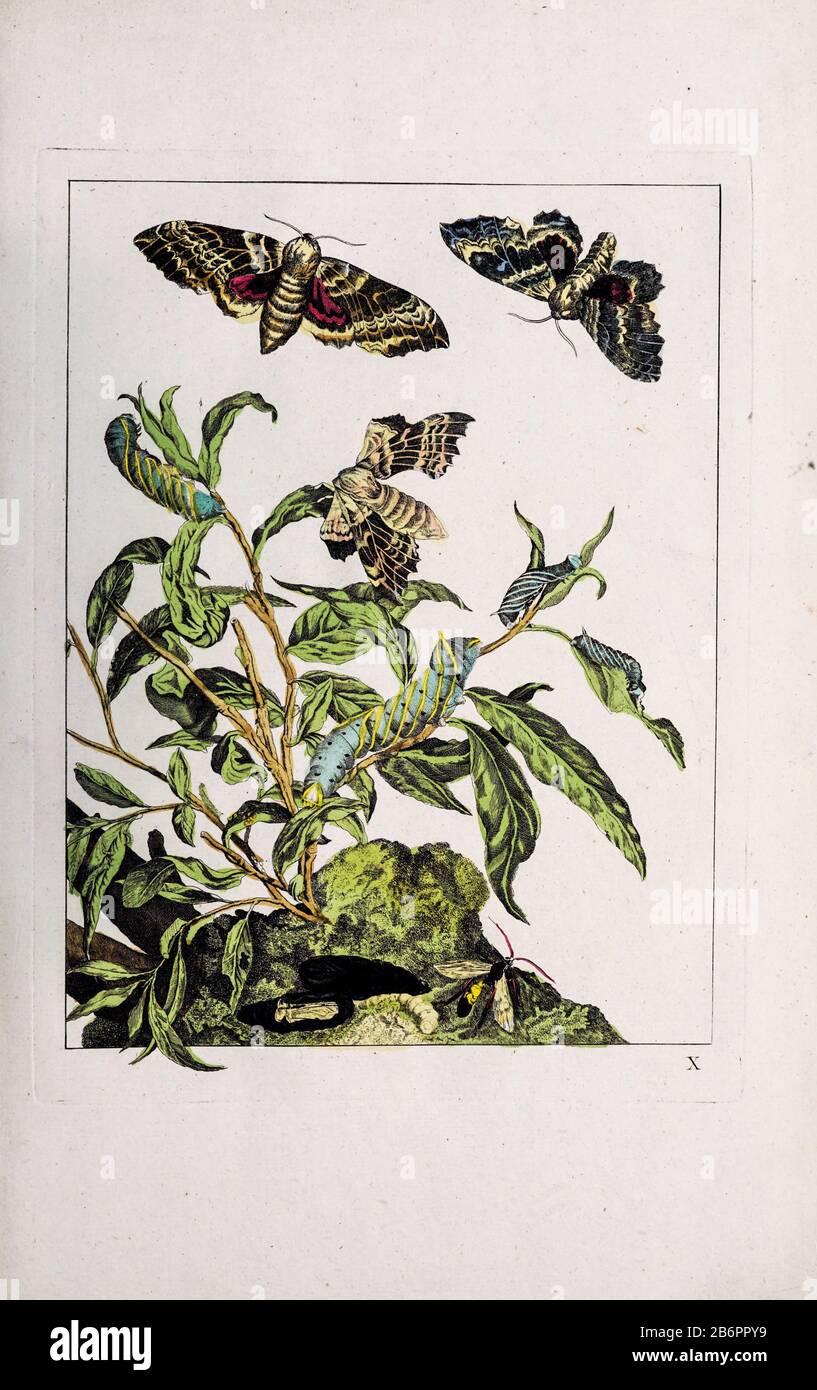 Handfarbige Kupferstichgravur, gezeichnet und geätzt von Jacob l'Admiral in Naauwkeurige Waarneemingen omtrent de veranderingen van veele Insekten (Genaue Beschreibungen der Metamorphosen von Insekten), J. Sluyter, Amsterdam, 174. Für die zweite Ausgabe fügte M. Houttuyn dem Original 25 weitere acht Platten hinzu. Stockfoto