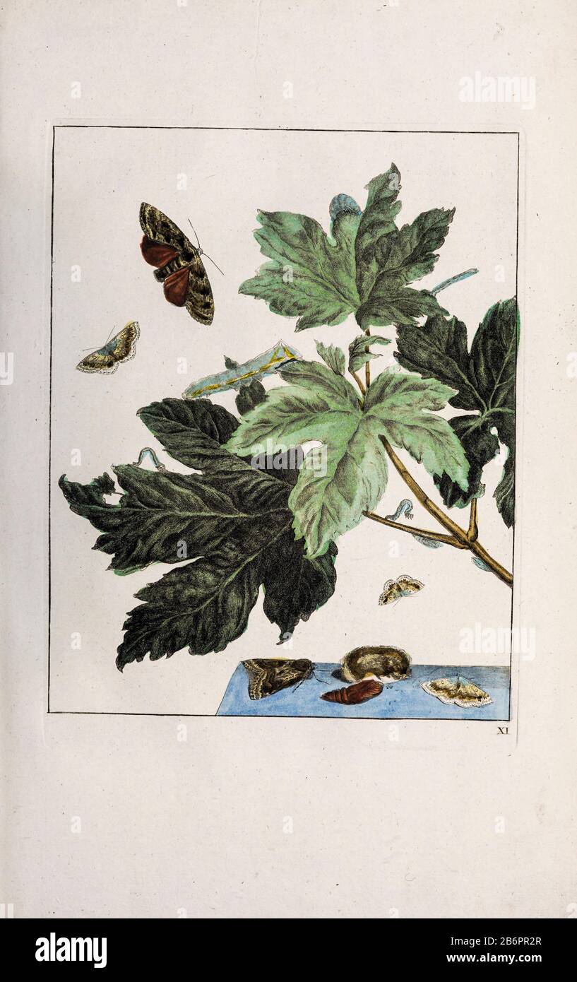 Handfarbige Kupferstichgravur, gezeichnet und geätzt von Jacob l'Admiral in Naauwkeurige Waarneemingen omtrent de veranderingen van veele Insekten (Genaue Beschreibungen der Metamorphosen von Insekten), J. Sluyter, Amsterdam, 174. Für die zweite Ausgabe fügte M. Houttuyn dem Original 25 weitere acht Platten hinzu. Stockfoto