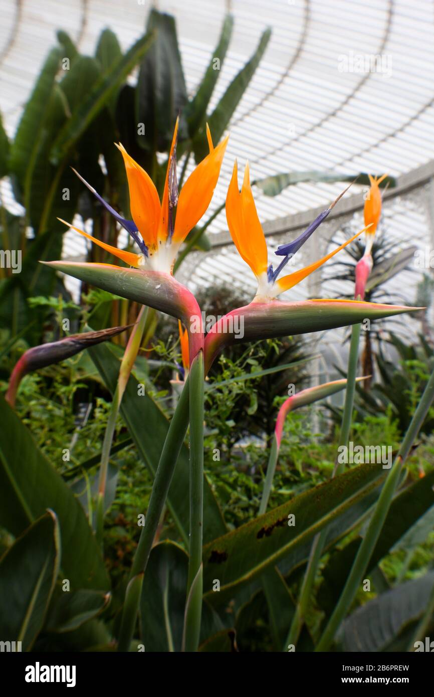 Tropische Blume in einem Glashaus Stockfoto