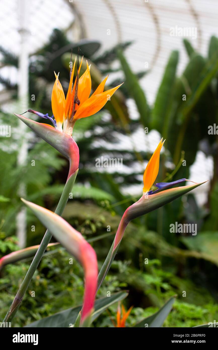 Tropische Blume in einem Glashaus Stockfoto