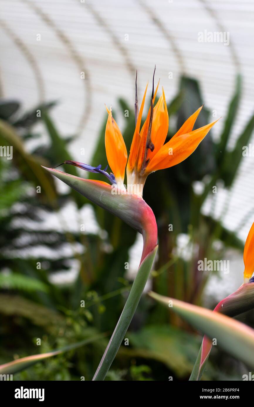 Tropische Blume in einem Glashaus Stockfoto