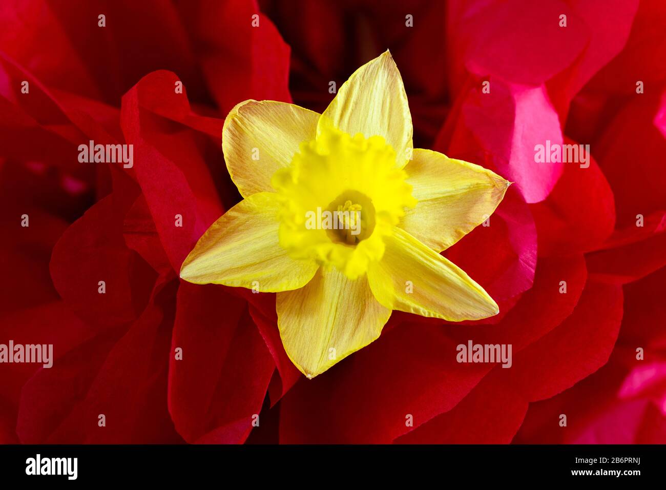 Bluten Narzisse Stockfotos Und Bilder Kaufen Alamy
