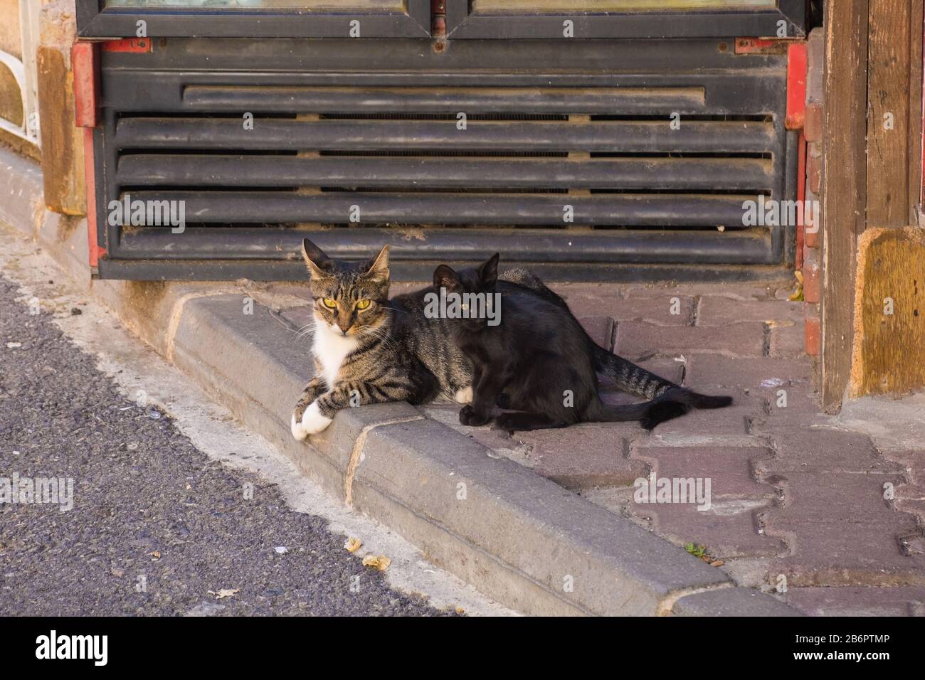 Eine Straßenkatze und ihre Kätzchen auf der Insel Buyukada, einer der Prices' Islands, auch bekannt als Adelar, im Marmarameer vor der Küste von Istanb Stockfoto