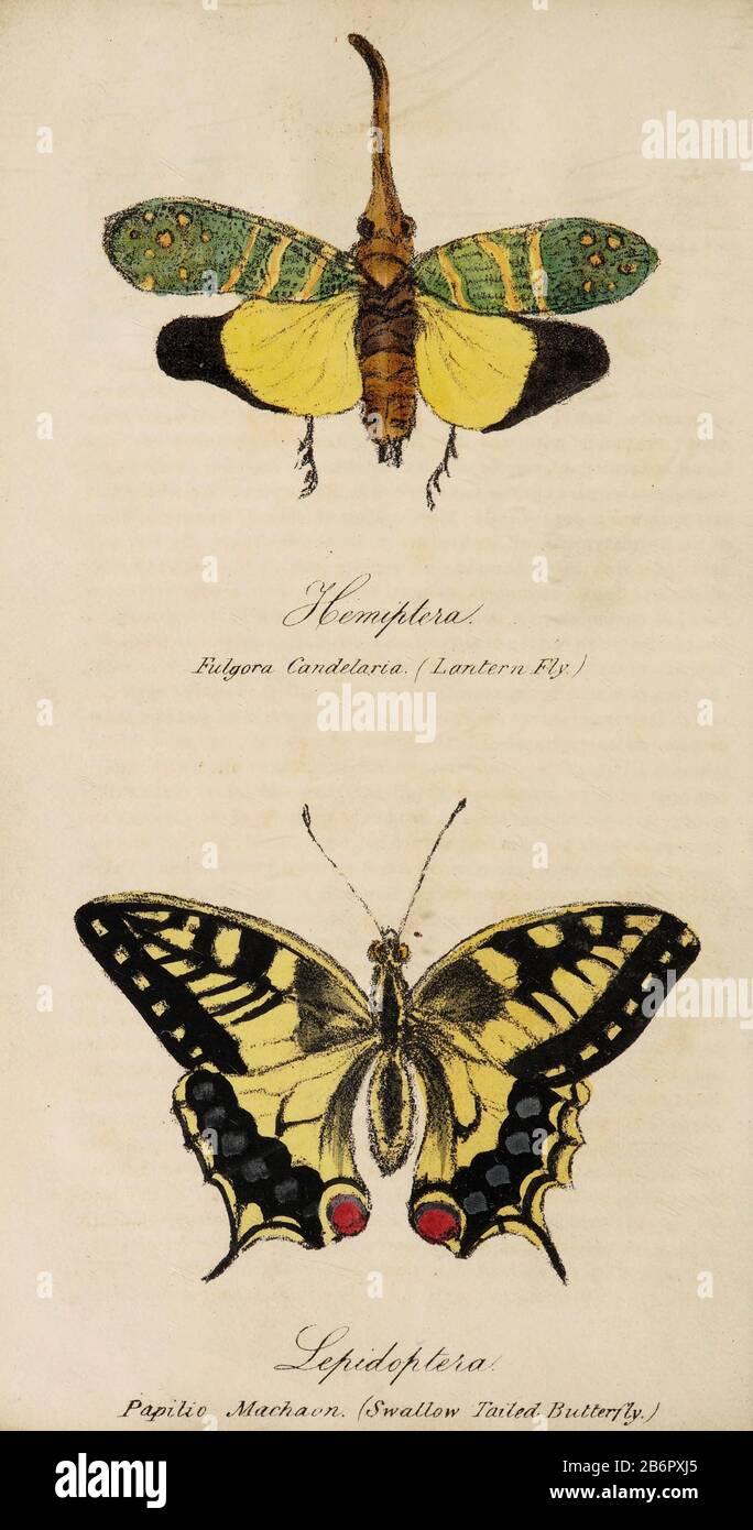 Handgemalter Druck von Insekten aus 'Lectures on Entomology' von John Barlow Burton, Der Im Jahr 1837 von Simpkin und Marshall in London Veröffentlicht wurde Stockfoto
