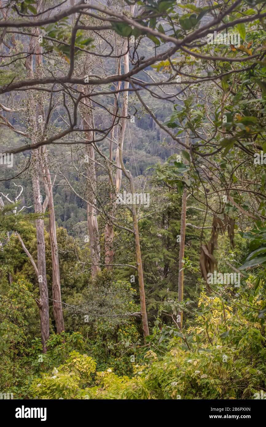 Üppiger Andenwald in der Nähe von Bogota, Kolumbien Stockfoto