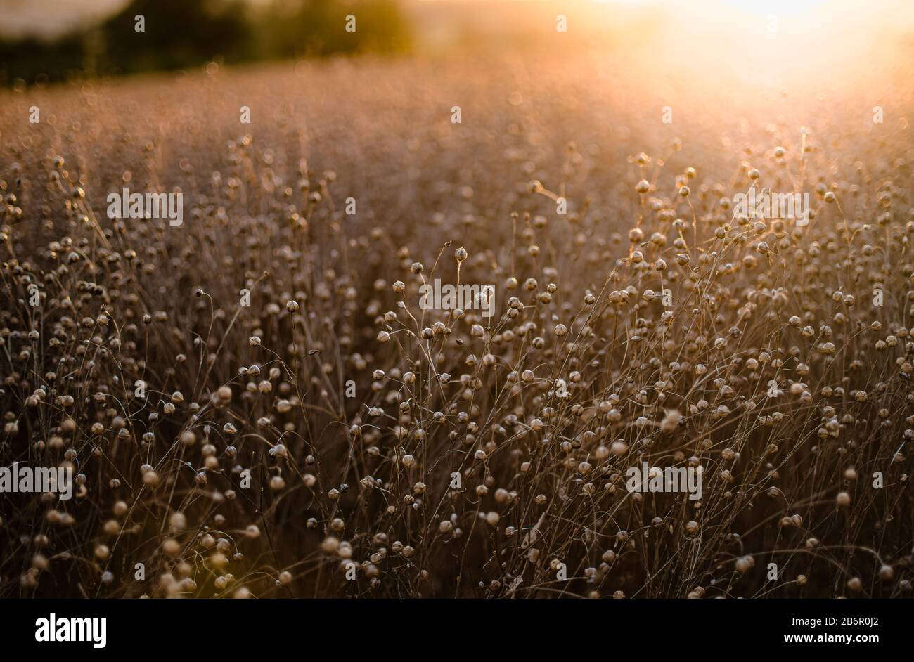 Ein Feld aus reifem Flachs, das von der untergehenden Sonne beleuchtet wird und ein bokeh-landschaftsprägender Format mit Copyspace erzeugt Stockfoto