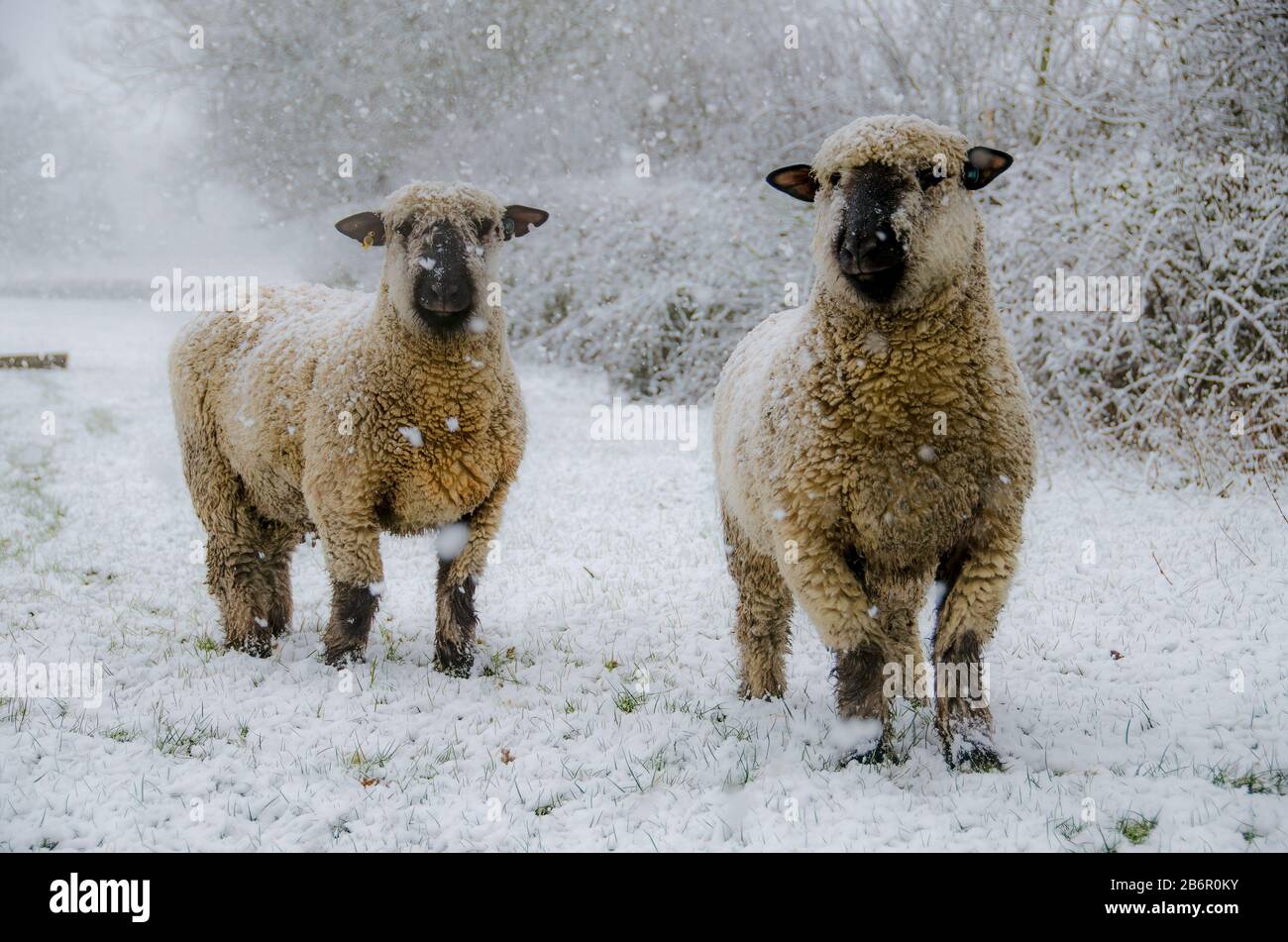 Ein Paar Oxford-Mutterschafe in ihren Wintermänteln beobachten diesen Fotografen, als er im Schnee niederkniet, um ihr Bild aufzunehmen Stockfoto