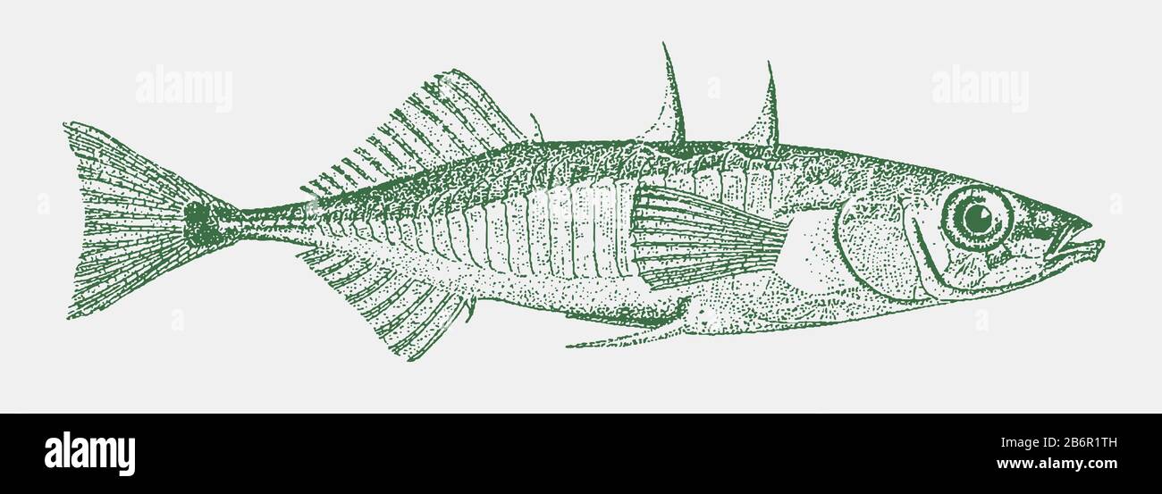 Dreigespinserter Stickeback, Gasterosteus aculeatus, ein Fisch aus der Nordhalbkugel in Seitenansicht Stock Vektor