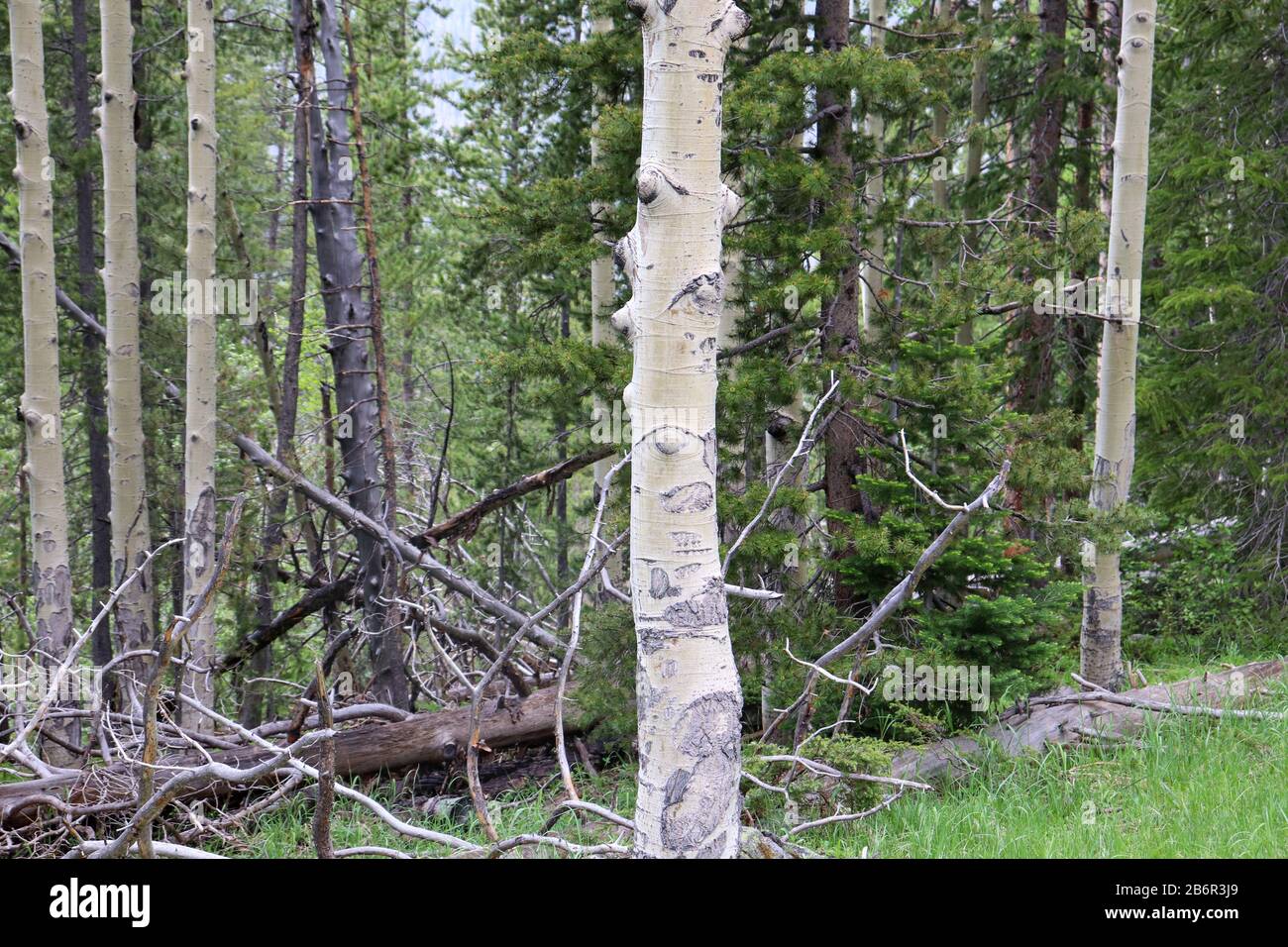 Ein Espenbaum in einem Wald. Hochwertige Fotos Stockfoto