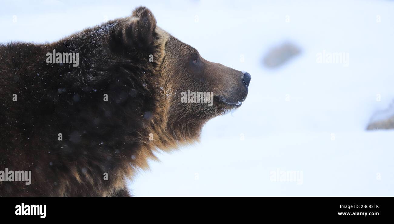 Grizzly-Bär im Schnee in Yellowstone Stockfoto