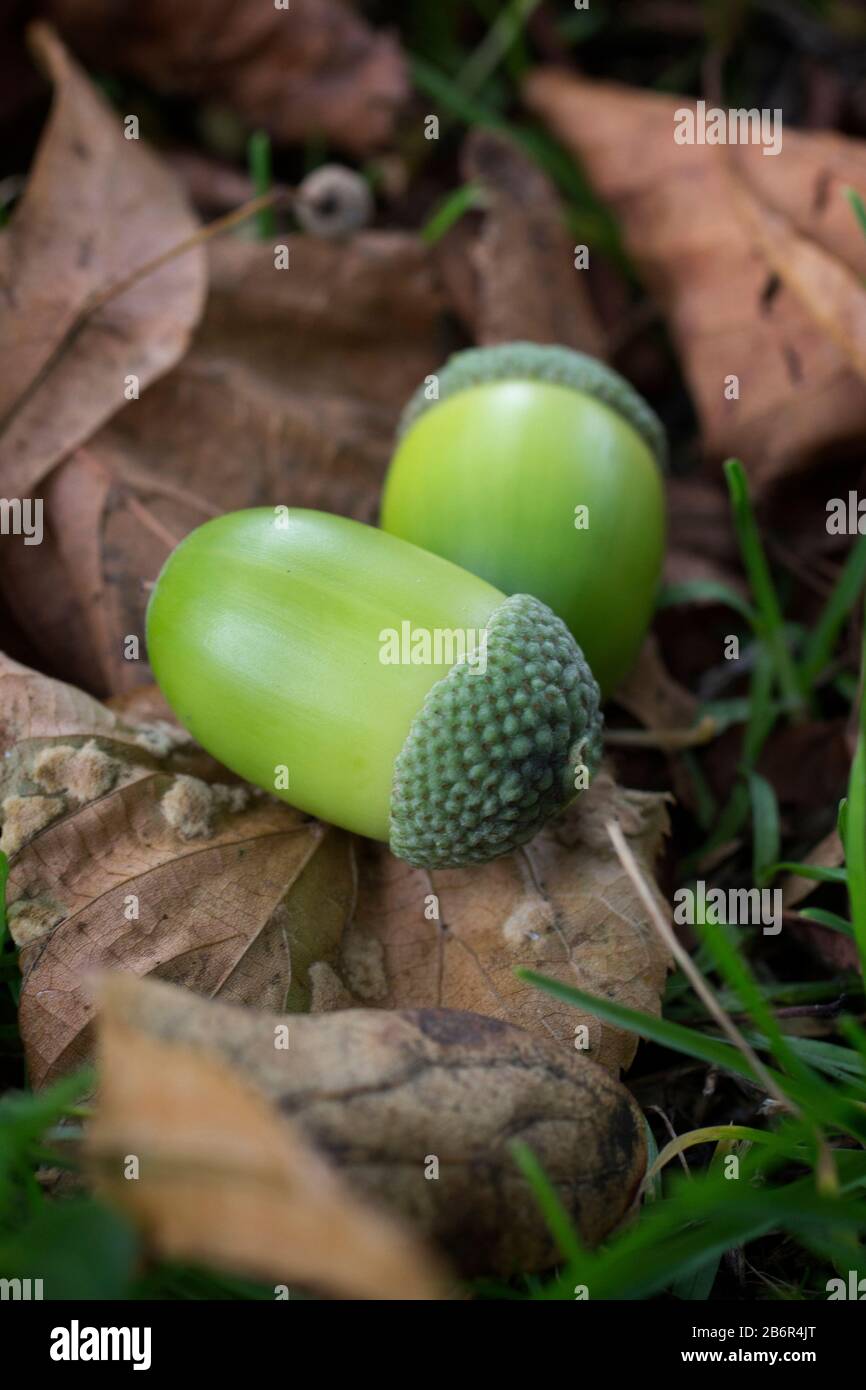 Zwei Eicheln, die im Herbst auf einem gestürzten Blatt und dem Gras in einem schottischen Wald ruhen. Stockfoto