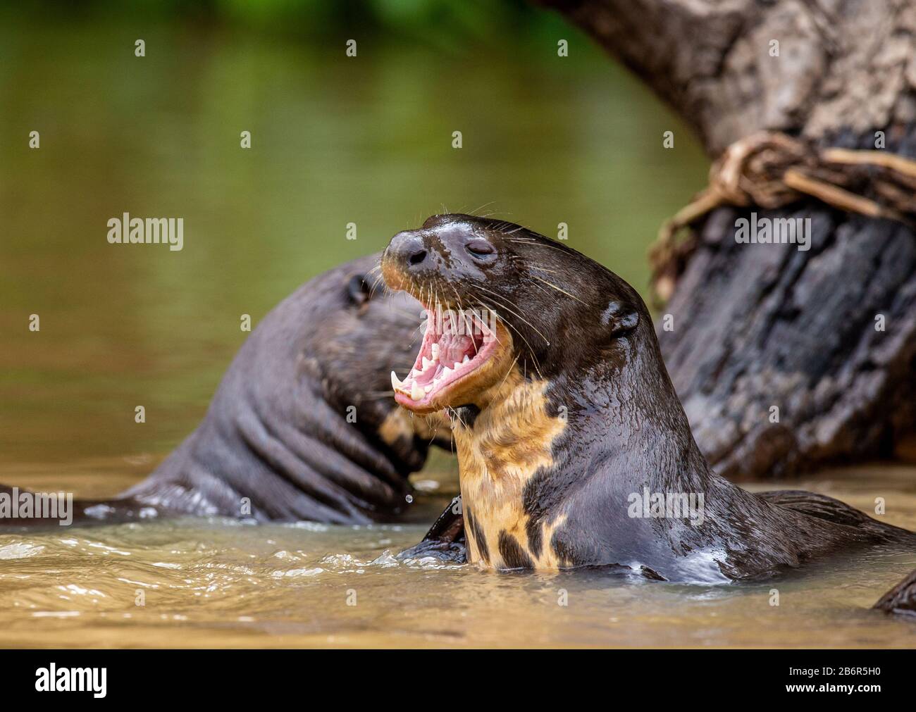 Otter im Fluss. Portret. Nahaufnahme. Südamerika. Brasilien. Pantanal National Park. Stockfoto