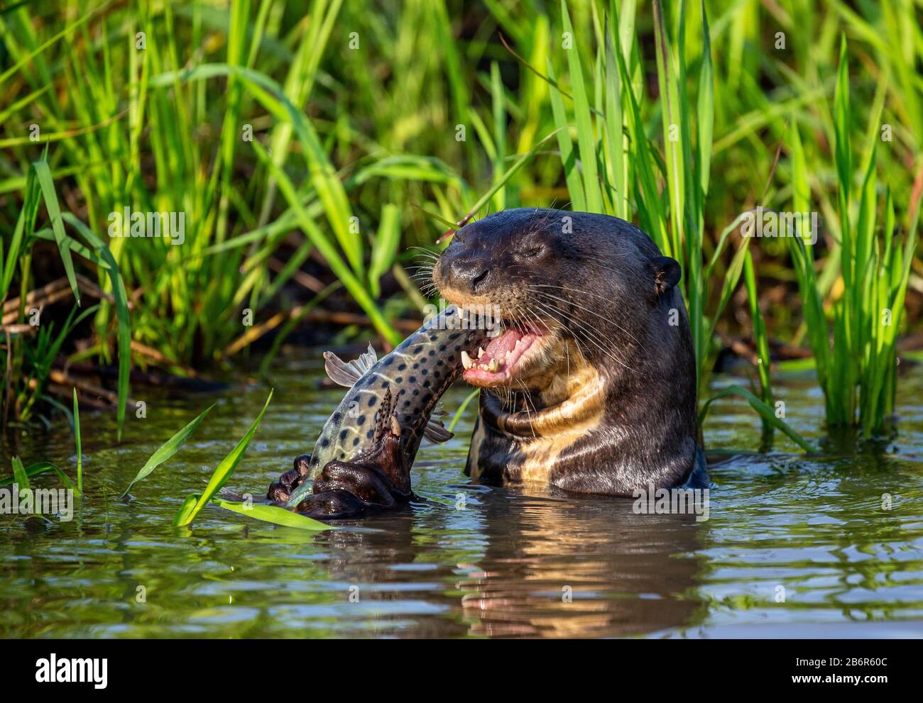 Riesenotter isst Fische im Wasser. Nahaufnahme. Brasilien. Pantanal National Park. Stockfoto