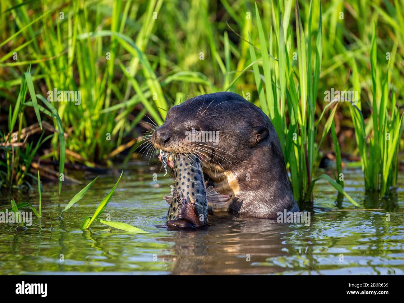 Riesenotter isst Fische im Wasser. Nahaufnahme. Brasilien. Pantanal National Park. Stockfoto