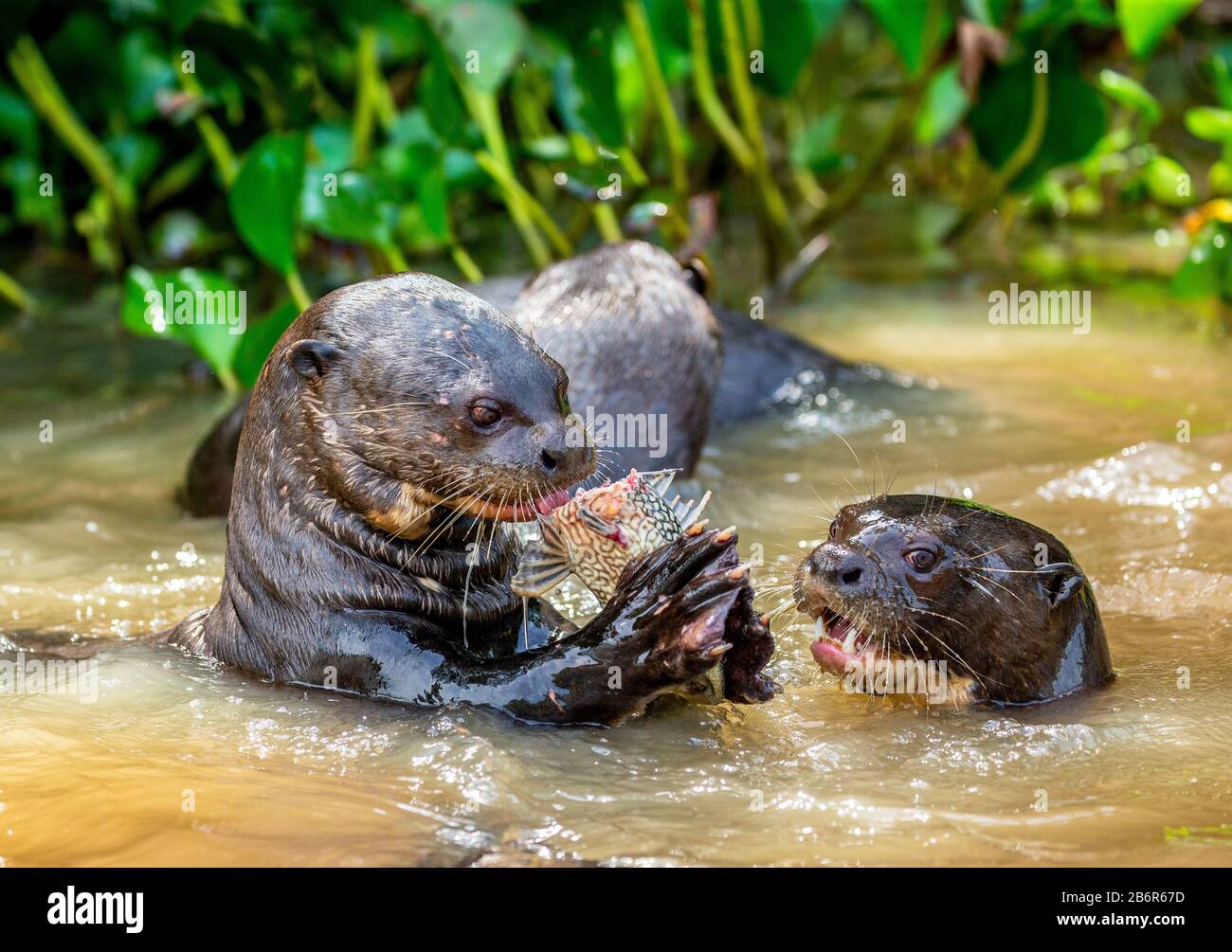 Riesenotter frisst Fische im Wasser. Nahaufnahme. Brasilien. Pantanal National Park. Stockfoto