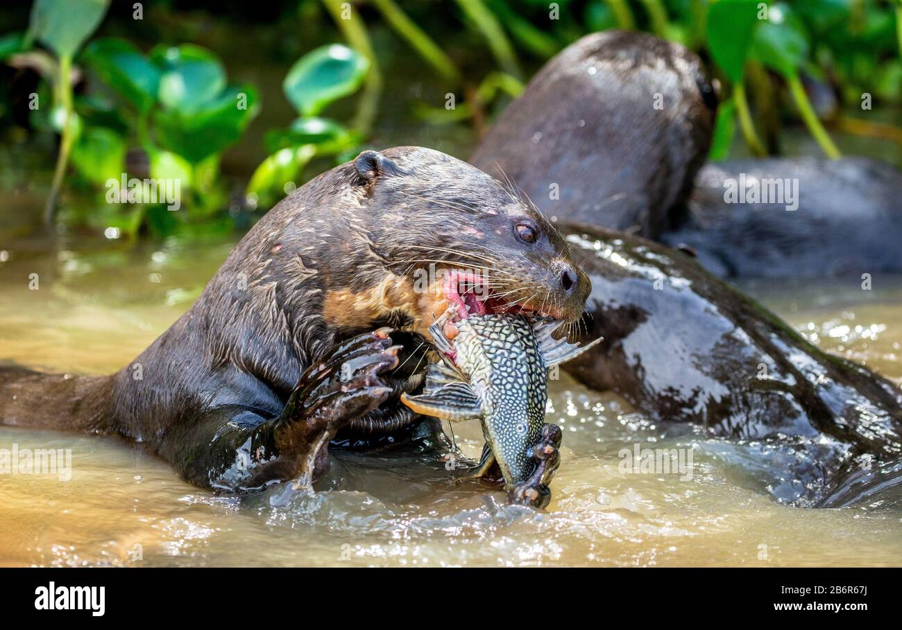 Riesenotter frisst Fische im Wasser. Nahaufnahme. Brasilien. Pantanal National Park. Stockfoto