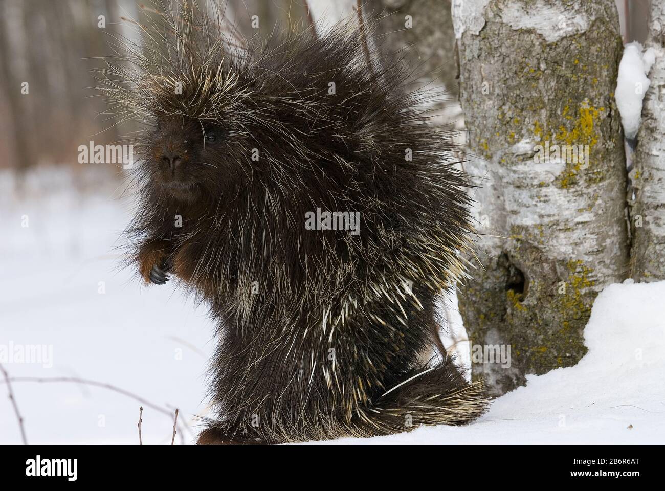 Nordamerika Porcupine (Erethizon dorsatum) Nordamerika, von Dominique Braud/Dembinsky Photo Assoc Stockfoto