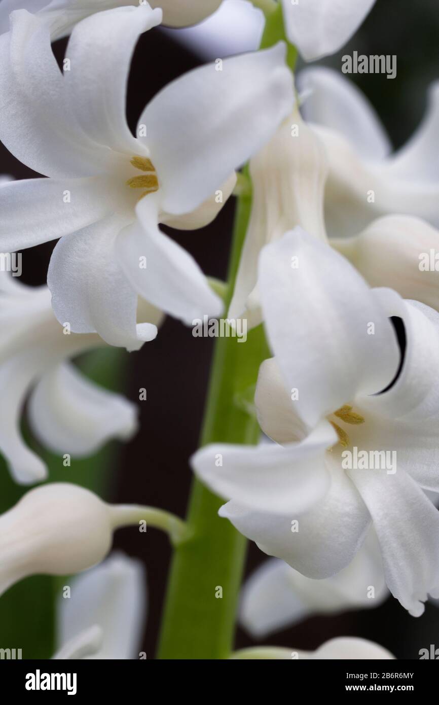 Nahaufnahme einer weißen Hyazinthblüte Stockfoto