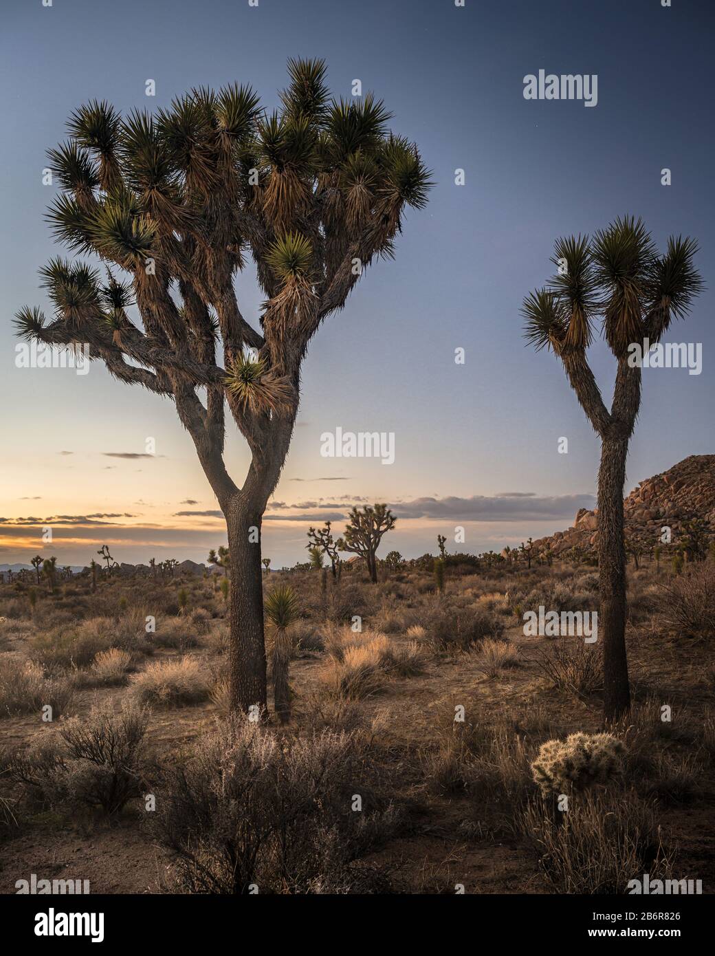 Der Joshua Tree National Park ist ein riesiges Schutzgebiet im Süden Kaliforniens. Stockfoto