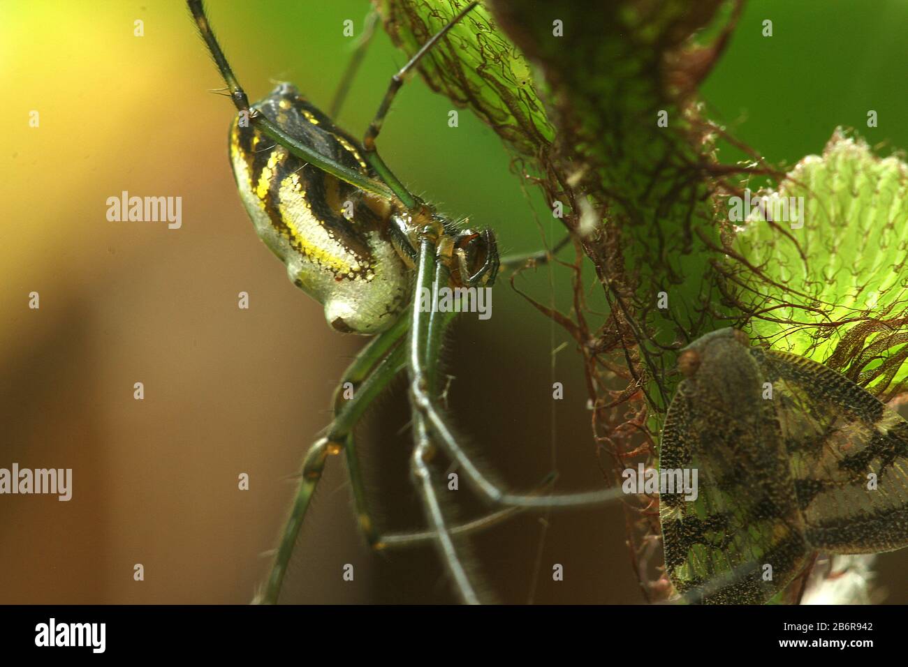 Silberner Orbals (Leucauge dromedaria) Stockfoto