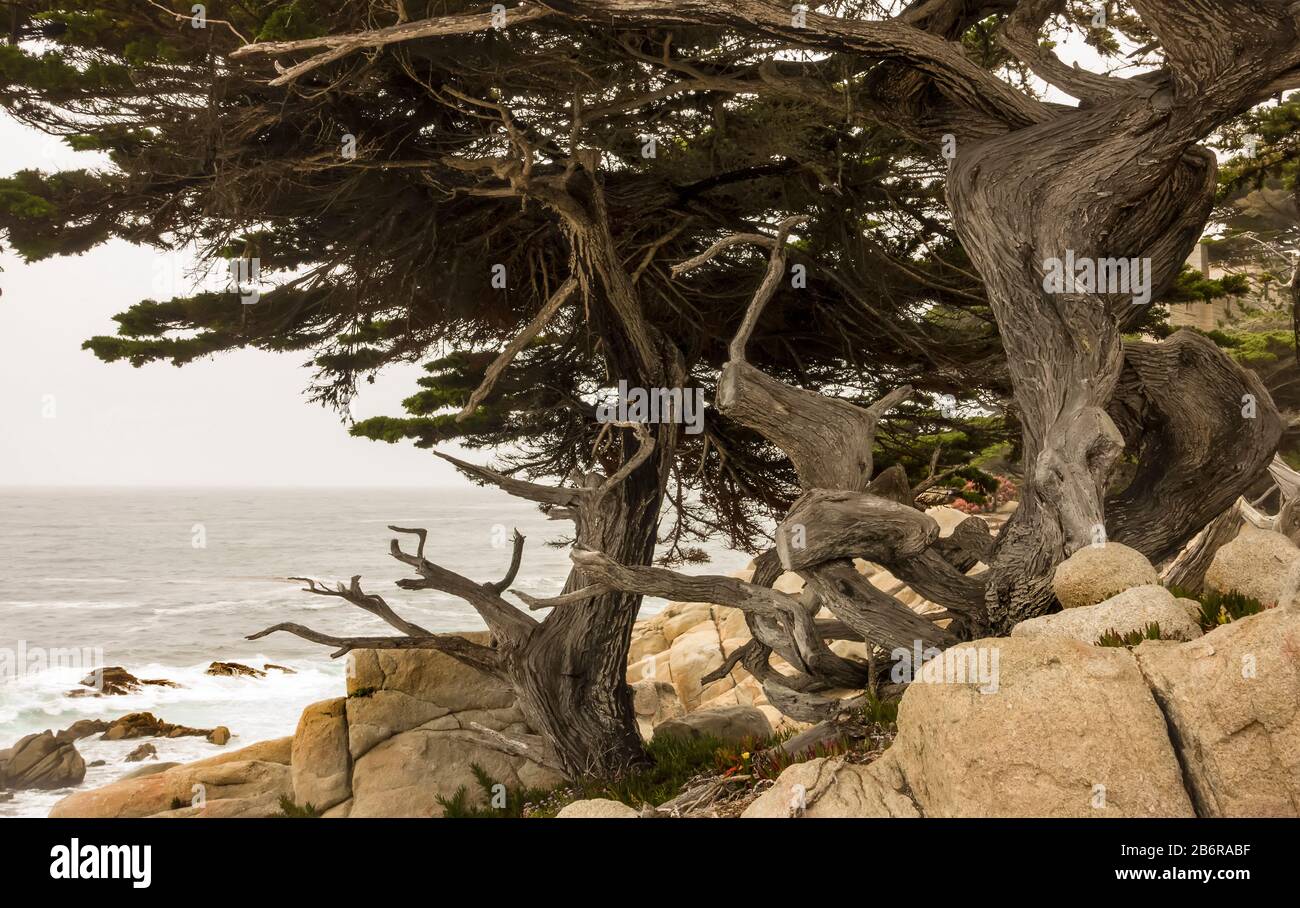 Windfegte Bäume an der kalifornischen Küste, USA Stockfoto